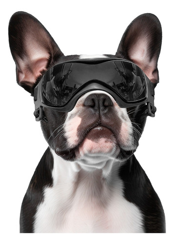 Óculos De Proteção Para Cães Pequenos E Médios Easy Wear