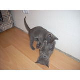 Gatinhos Russo Azul Russian Blue Filhotes Rarissimo