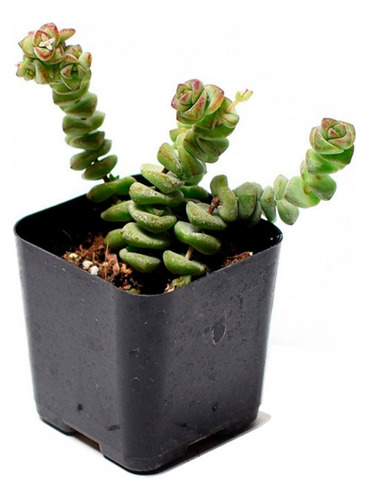 Crassula Rupestris Marnierana Suculenta Collar De Jade 10cm