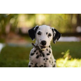 Cachorros Dalmata Perritos Puppy Cachorrito Dálmata 