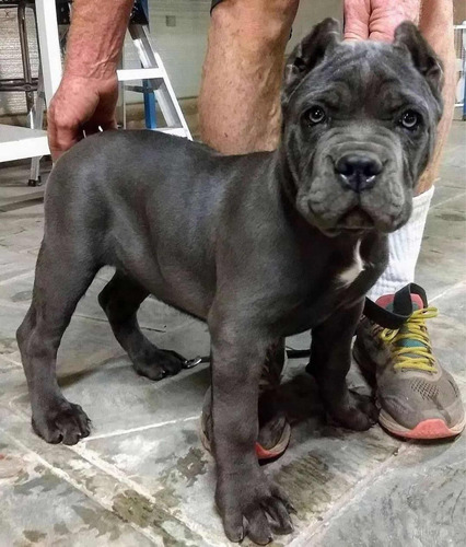 Hermosos Cachorros Cane Corso