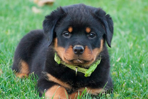 Rottweiler  !