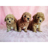 Cachorros Maltipoo 