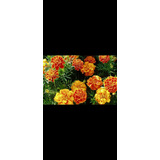 Semillas  De Flor Tagetes. Mix Colores (200 Uds.)