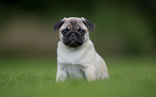 Cachorros Pug Perros Barranquilla Santa Marta Manizales