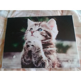 Quadros Decorativos Com Gatinhos (2 Unidades)