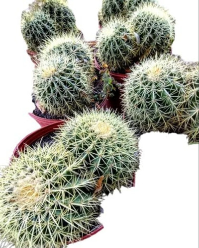 Cactus Grusonii Dobles ! - Echinocactus - Asiento De Suegra