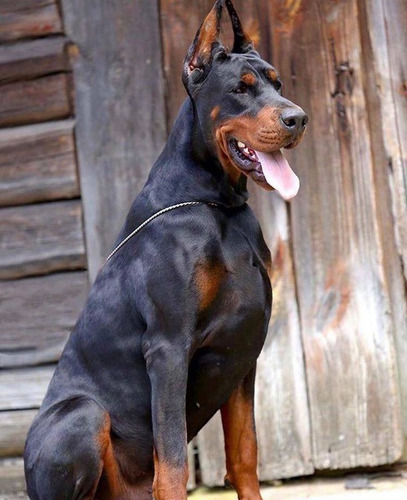 Cachorros Doberman Unicos   7