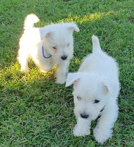 Cachorros  West Highland Inscritos