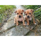 Cachorros Pinscher 