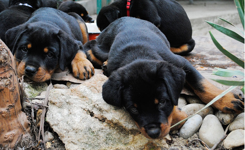 Genial Rottweiler Pedigri Mascotassaintdaniel 5