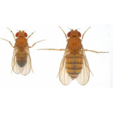 500 Larvas Drosophila De La Fruta Envíos