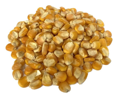 Milho Variedade Iac Airan - 1kg De Sementes Para Plantio