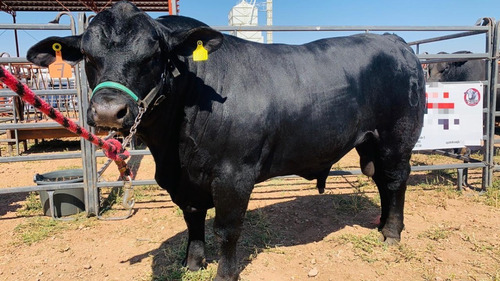 Ganado Brangus De Registro, Toros, Vaquillas Y Becerras(os)