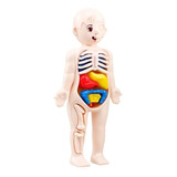 Juguete Didáctico 3d Interactivo Cuerpo Humano Para Niños/as