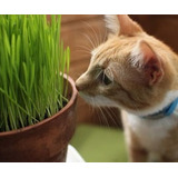 Hierba Gatera Cat Grass 50 Semillas  