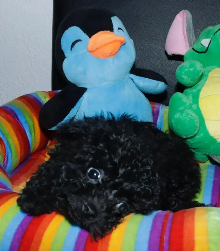 Lindos Cachorritos French Poodle Minitoy Negro Ve Fotos | Meses sin interés