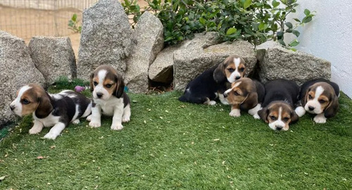 Cachorro Beagle Tricolor 21