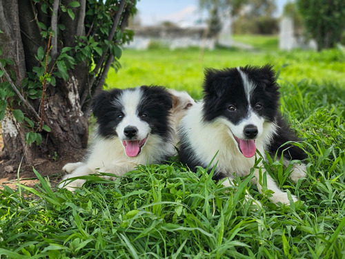 Border Collie Blanco Y Negro 