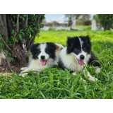 Border Collie Blanco Y Negro 