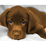 Cachorro Labrador Chocolate 10