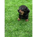 Cachorros Dachshtund, 3h Y 1m, Desparasitados 1,5 Meses,