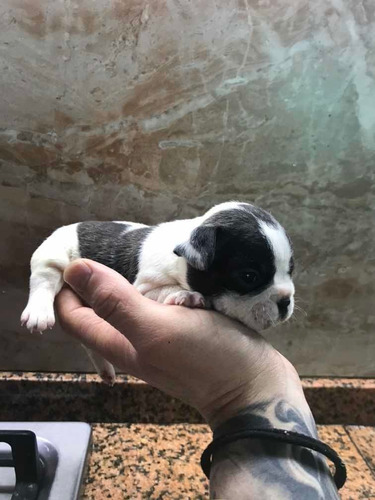 Bulldog Francés Con Fca Cachorros