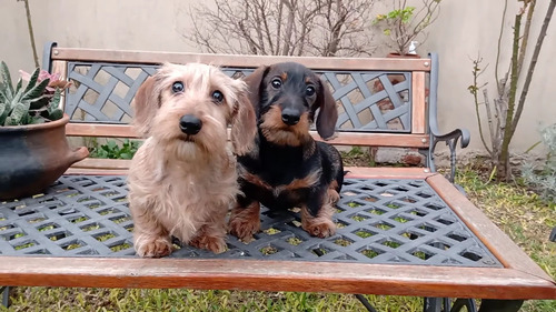 Salchicha Dachshund Pelo Duro Miniaturas Y Kaninchen Pedigrí