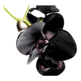 Orquidea Negra Cymbidium Kiwi Midnight Muda Adulta Importada