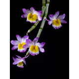 Orquídea Dendrobium Crepidatum 