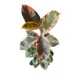 Ficus Elastica Ruby, Planta De Interior.
