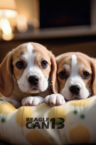 Cachorro Beagle 37