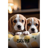 Cachorro Beagle 37