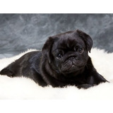 Cachorro Pug Carlino Negro 3