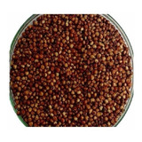 Sorgo Forrajero Variedad Sudan Pasturas X 1 Kg