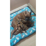 Cachorros Boxer C/ Pedigree Internacional