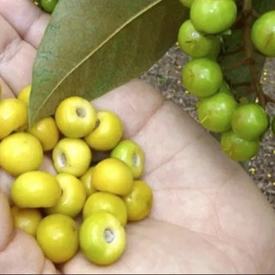 Nanche Amarillo | MercadoLibre
