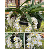 Orquídea Rodriguesia Venusta
