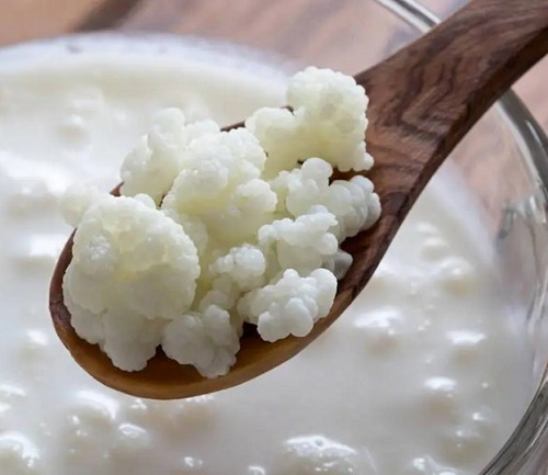 Granos De Kefir De Leche (pajaritos Para Yogurt)