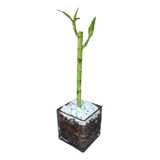 Lucky Bamboo Recto 30 Cm Maceta Vidrio 10x10. Suculovers