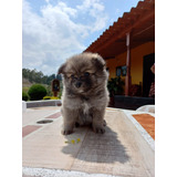 Cachorros Pomerania De Criadero Con Registro 