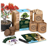 Bonsai Tree Seed Starter Kit  Mini Bonsai Plant Growi