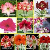 Amaryllis Simples Exotico Novedad Gigante X 1 Bulbos-semilla