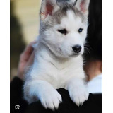 Husky Siberiano Cachorro Disponibles En 2 Meses