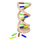 Modelo Adn Didáctico Biología Impresión 3d