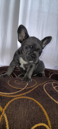 Bulldog Frances Disponibles