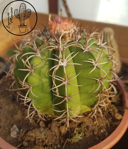 Cactus De Colección - Melocactus Maceta N° 9