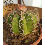 Cactus De Colección - Melocactus Maceta N° 9