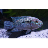 Peixe Ciclideo Jack Dempsey 5cm (leia Todo O Anúncio)