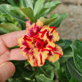 Rosas Del Desierto Adenium Obesum, Kit 9 Completo + Regalo